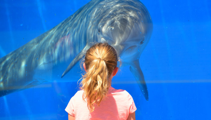Does Ripley's Aquarium Have Dolphins? 2